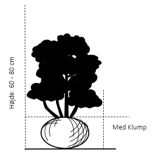 Hækthuja 'Holmstrup' Thuja Occidentalis 'Holmstrup' Med Klump,- 60-80 Cm. - Billede 2