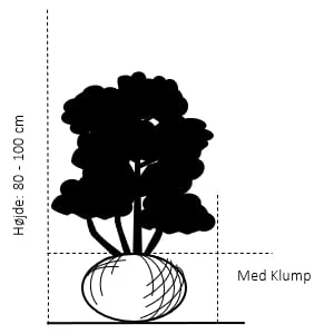 Kirsebærlaurbær 'Etna' Prunus Laurocerasus 'Etna' Med Klump,- 80-100 Cm. - Billede 2