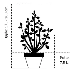 Engriflet Hvidtjørn Crataegus Monogyna Potte 7,5 Liter 175-200 Cm. - Billede 2