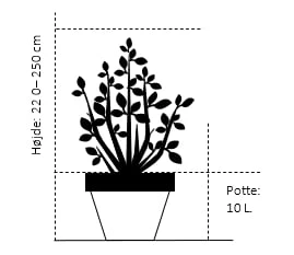 Røn 'Sheerwater Seedling' Sorbus Aucuparia 'Sheerwater Seedling' Potte 10 Liter 200-250 Cm. - Billede 2