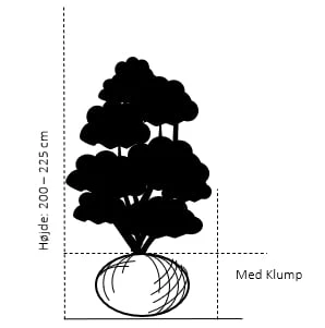 Hækthuja 'Brabant' Thuja Occidentalis 'Brabant' Med Klump,- 200-225 Cm. - Billede 2