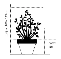 Hæk-Kirsebærlaurbær 'Rotundifolia' Prunus Laurocerasus 'Rotundifolia' Potte 10 Liter,- 100-125 Cm. - Billede 2