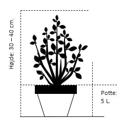 'Wilgen's Ruby' Rhododendron Hybrid 'Wilgen's Ruby' Potte 5,0 Liter,- 30-40 Cm. - Billede 2