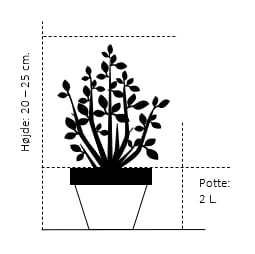 'Robert Seleger' Rhododendron Hybrid 'Robert Seleger' Potte 2,0 Liter,- 20-25 Cm. - Billede 2