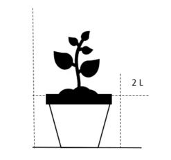 Jordskok Helianthus Tuberosus Potte 2 Liter.