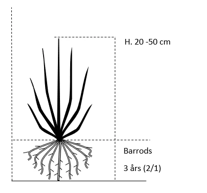Pinus Contorta Almindelig Klitfyr Barrods,- 3 års (2/1) 20-50 Cm. - Billede 2