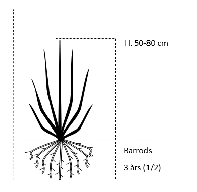 Avnbøg Carpinus Betulus Barrods,- 3 års (1/2) 50-80 Cm. - Billede 2