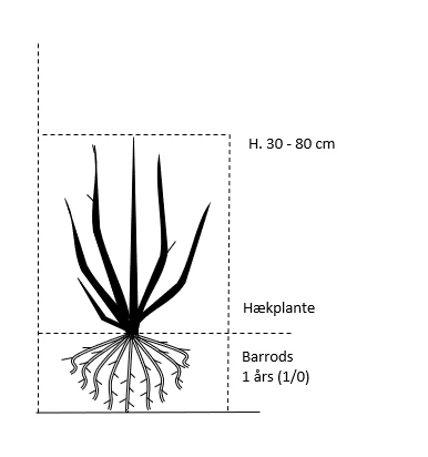 Mirabel Prunus Cerasifera Barrods,- 1 års (1/0) 30-80 Cm. - Billede 2