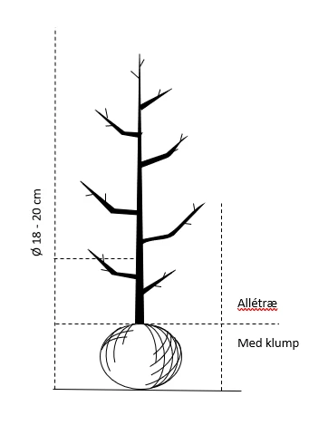 Fyldtblomstrende Fuglekirsebær 'Plena' Prunus Avium 'Plena' Alletræ, Stammeomkreds 18-20 Cm. Med Klump - Billede 2