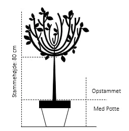 Kugletrompetkrone 'Nana' Catalpa Bignonioides 'Nana' Opstammet 80 Cm. Med Potte - Billede 2