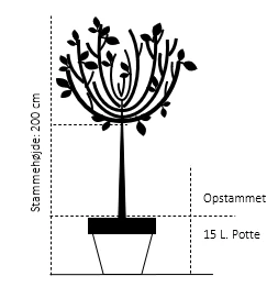 Tibetansk Og Kuglekirsebær Prunus Serrula Frt. 'Globosa' Opstammet,- Potte 15 Liter,- 200 Cm. Stamme - Billede 2