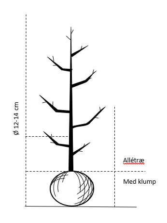 Spidsløn 'Cleveland' Acer Platanoides 'Cleveland' Alletræ, Stammeomkreds 12-14 Cm. Med Klump - Billede 2