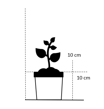 Efterårslyng 'Bonita' Calluna Vulgaris 'Bonita' 10 Cm. Potte - Billede 2