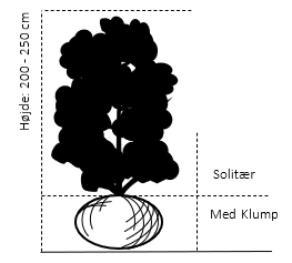 Paradisæble 'Golden Henry' Malus 'Golden Henry' Solitær Busk 200-250 Cm., Med Klump - Billede 2
