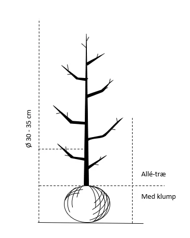 Stilkeg Quercus Robur Alletræ, Stammeomkreds 30-35 Cm. Med Klump - Billede 2