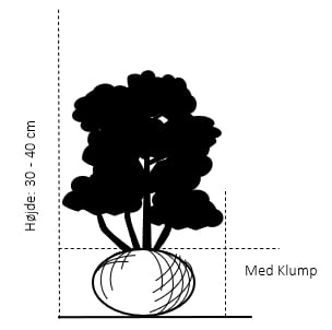Buksbom 'Norðîc® Chicagoland Green' Buxus 'Norðîc® Chicagoland Green' Med Klump,- 30-40 Cm. - Billede 2