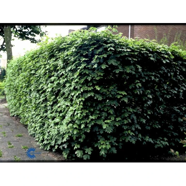 Naur Acer Campestre Barrods,- 2 års (2/0) 80-120 Cm. - Billede 9