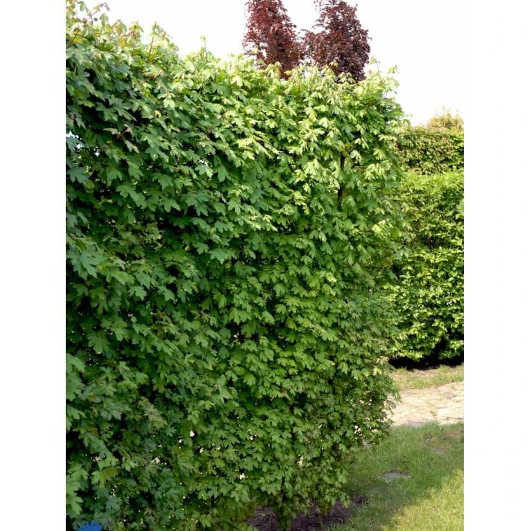 Naur Acer Campestre Solitær Busk 150-200 Cm. Høj,- 60-100 Cm. Bred. - Billede 9