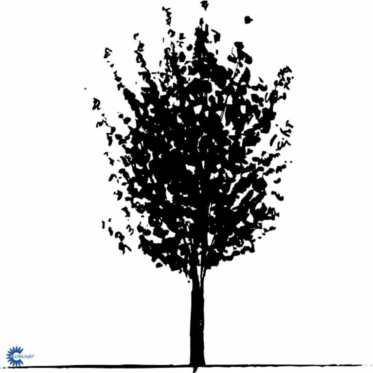 Naur Acer Campestre Solitær Busk 150-200 Cm. Høj,- 60-100 Cm. Bred. - Billede 6