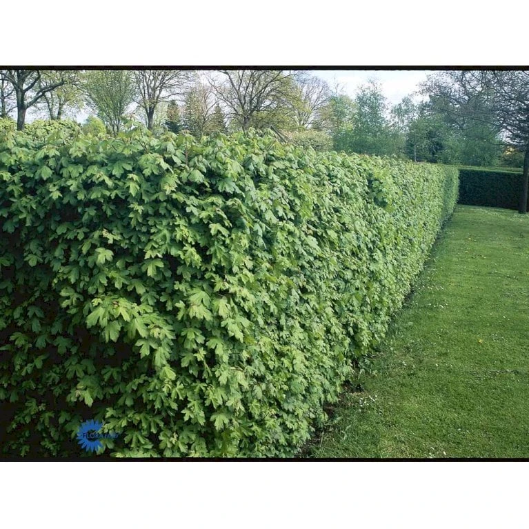 Naur Acer Campestre Barrods,- 2 års (2/0) 80-120 Cm. - Billede 6