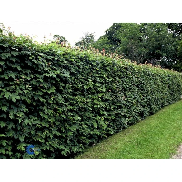 Naur Acer Campestre Barrods,- 2 års (2/0) 80-120 Cm. - Billede 7