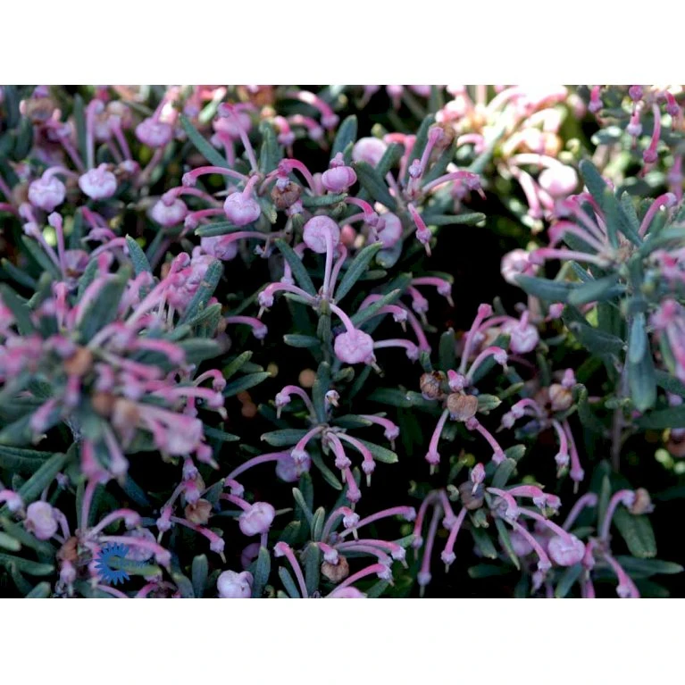 Rosmarinlyng 'Blue Ice' Andromeda Polifolia 'Blue Ice' 2 Liter Potte - Billede 6