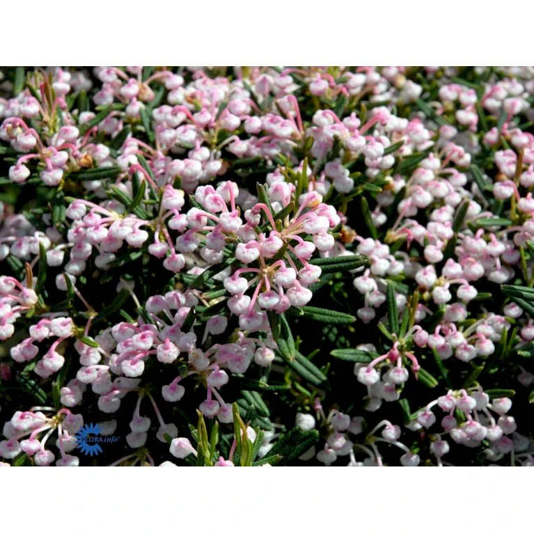 Rosmarinlyng 'Blue Ice' Andromeda Polifolia 'Blue Ice' 2 Liter Potte - Billede 5