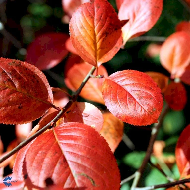 Storfrugtet Surbær Aronia Melanocarpa Barrods,- 3 års (1/2) 30-50 Cm. - Billede 5