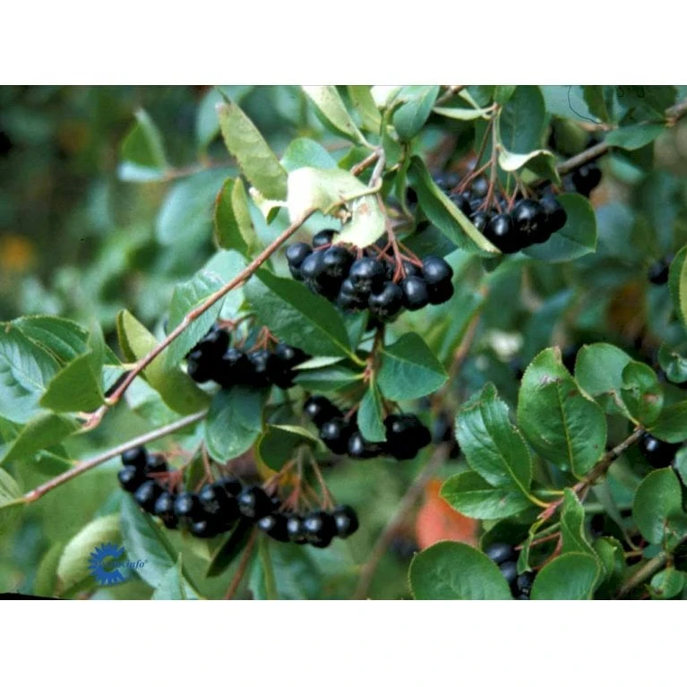 Storfrugtet Surbær Aronia Melanocarpa Barrods,- 3 års (1/2) 30-50 Cm. - Billede 7