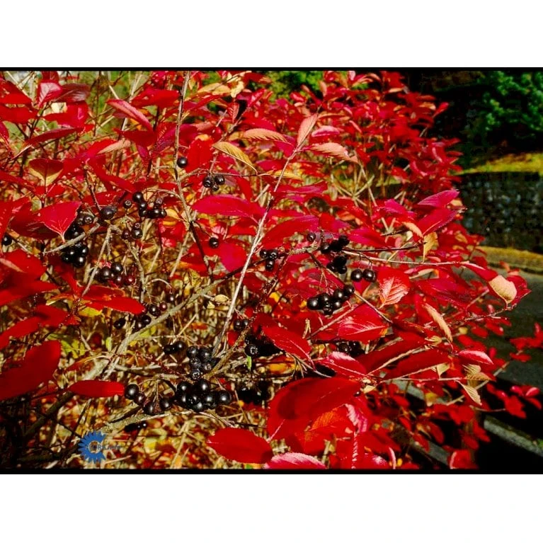 Storfrugtet Surbær Aronia Melanocarpa Barrods,- 3 års (1/2) 30-50 Cm. - Billede 6