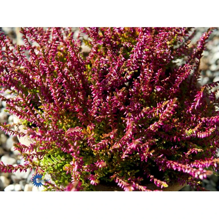 Efterårslyng 'Bonita' Calluna Vulgaris 'Bonita' 10 Cm. Potte - Billede 4