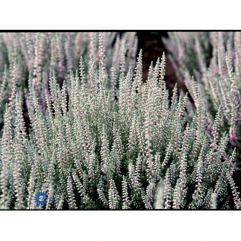 Efterårslyng 'Silver Knight' Calluna Vulgaris 'Silver Knight' 10 Cm. Potte - Billede 4