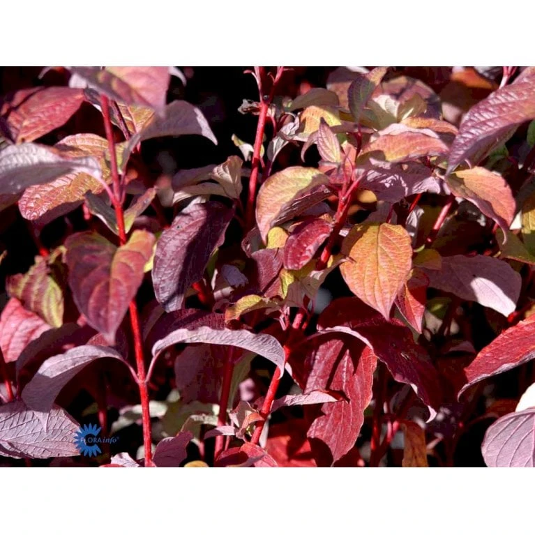 Rødgrenet Kornel 'Sibirica' Cornus Alba 'Sibirica' Barrods,- 1 års (0/1) 50-80 Cm. - Billede 7