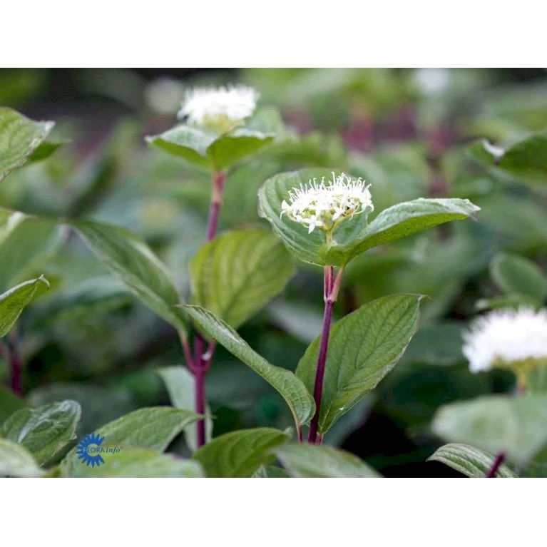 Rødgrenet Kornel 'Sibirica' Cornus Alba 'Sibirica' Barrods,- 1 års (0/1) 50-80 Cm. - Billede 5