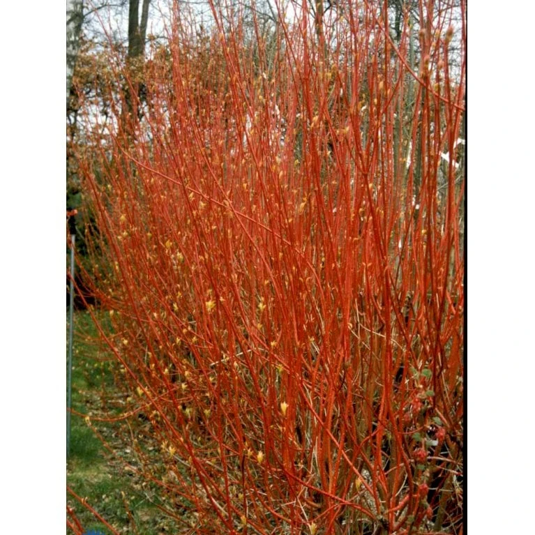 Rødgrenet Kornel 'Sibirica' Cornus Alba 'Sibirica' Barrods,- 1 års (0/1) 50-80 Cm. - Billede 6