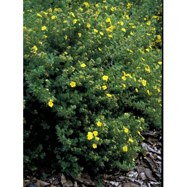 Gul Lav Buskpotentil 'Kobold' Potentilla Fruticosa 'Kobold' Plug + 2 år, 15-30 Cm. - Billede 6