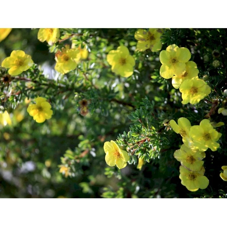 Gul Lav Buskpotentil 'Kobold' Potentilla Fruticosa 'Kobold' Plug + 2 år, 15-30 Cm. - Billede 4