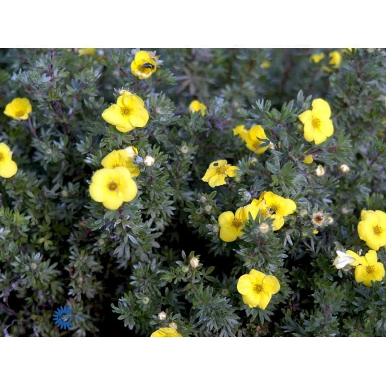 Gul Lav Buskpotentil 'Kobold' Potentilla Fruticosa 'Kobold' Plug + 2 år, 15-30 Cm. - Billede 5