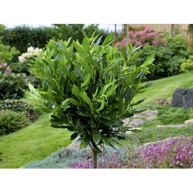 Kirsebærlaurbær 'Otto Luyken' (på Stamme) Prunus Laurocerasus 'Otto Luyken' (på Stamme) Opstammet 50 Cm. 7,5 Liter Potte - Billede 3