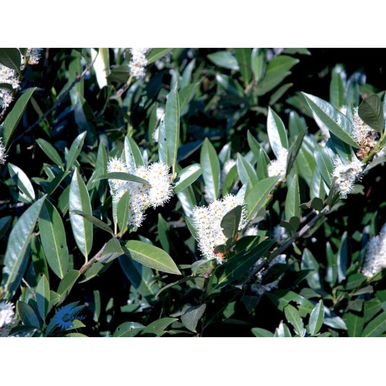 Kirsebærlaurbær 'Otto Luyken' (på Stamme) Prunus Laurocerasus 'Otto Luyken' (på Stamme) Opstammet 50 Cm. 7,5 Liter Potte - Billede 5