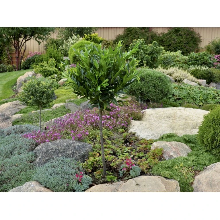 Kirsebærlaurbær 'Otto Luyken' (på Stamme) Prunus Laurocerasus 'Otto Luyken' (på Stamme) Opstammet 50 Cm. 7,5 Liter Potte - Billede 4