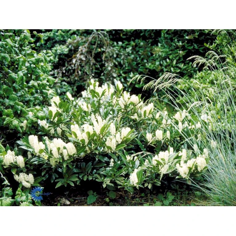 Kirsebærlaurbær 'Otto Luyken' (på Stamme) Prunus Laurocerasus 'Otto Luyken' (på Stamme) Opstammet 50 Cm. 7,5 Liter Potte - Billede 6