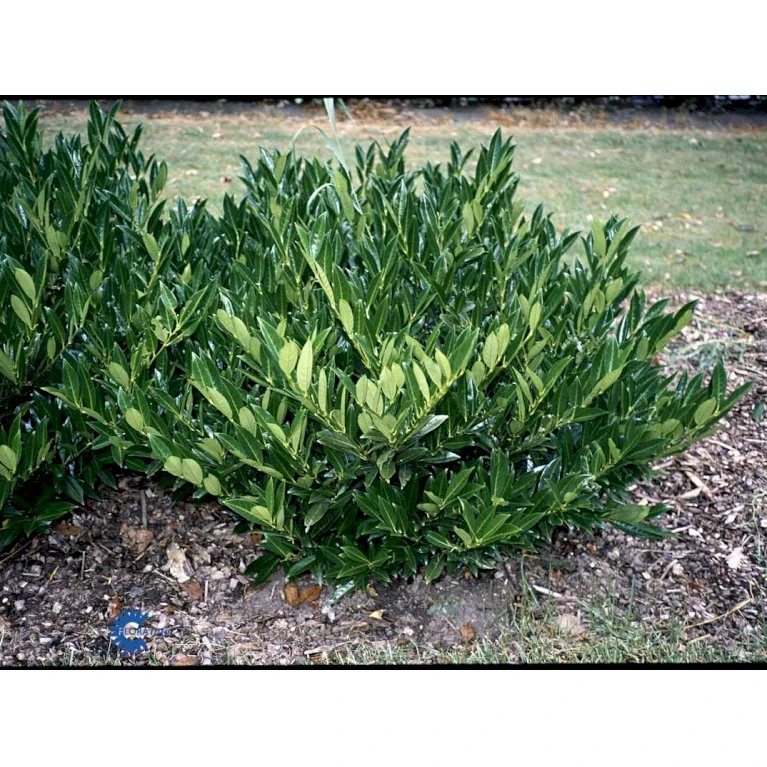 Kirsebærlaurbær 'Otto Luyken' (på Stamme) Prunus Laurocerasus 'Otto Luyken' (på Stamme) Opstammet 50 Cm. 7,5 Liter Potte - Billede 7