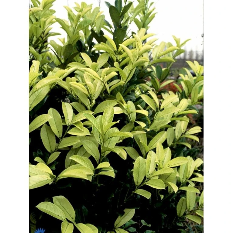 Hæk-Kirsebærlaurbær 'Rotundifolia' Prunus Laurocerasus 'Rotundifolia' Potte 10 Liter,- 100-125 Cm. - Billede 5
