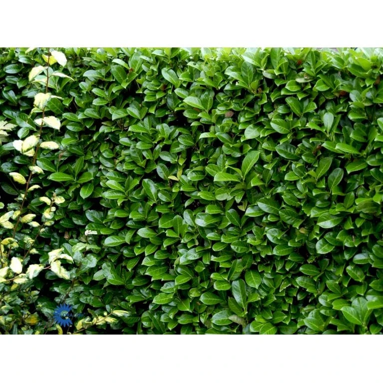 Hæk-Kirsebærlaurbær 'Rotundifolia' Prunus Laurocerasus 'Rotundifolia' Potte 10 Liter,- 100-125 Cm. - Billede 6