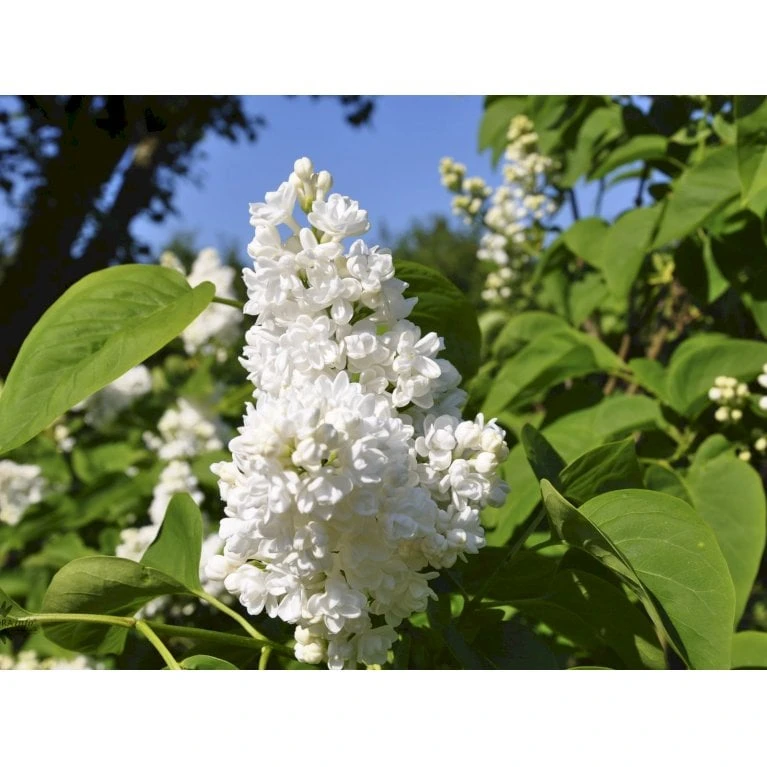 Almindelig Syren Hvid Syringa Vulgaris Alba 5 Liter Potte - Billede 6