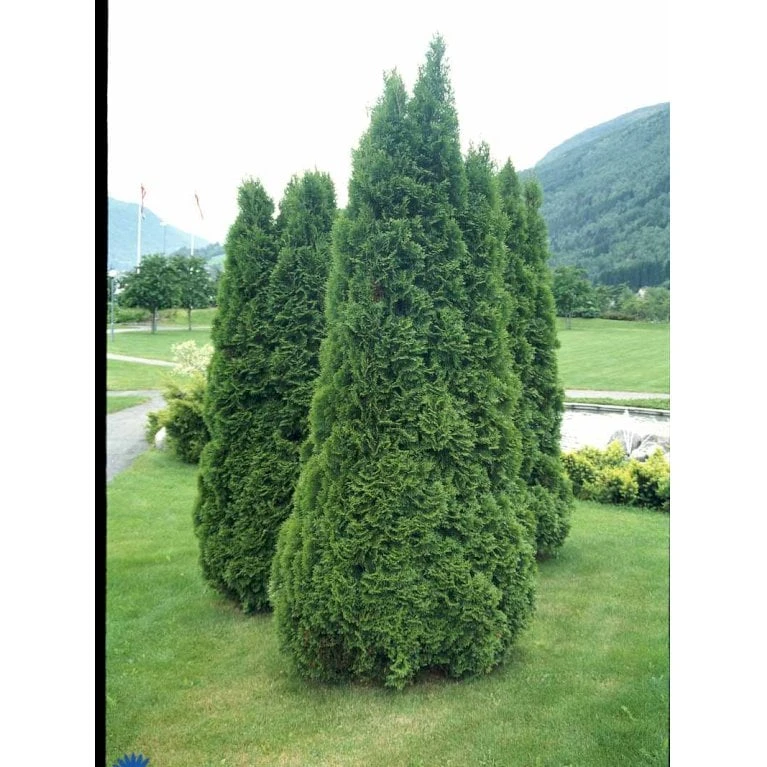 Hækthuja 'Holmstrup' Thuja Occidentalis 'Holmstrup' Med Klump,- 60-80 Cm. - Billede 7