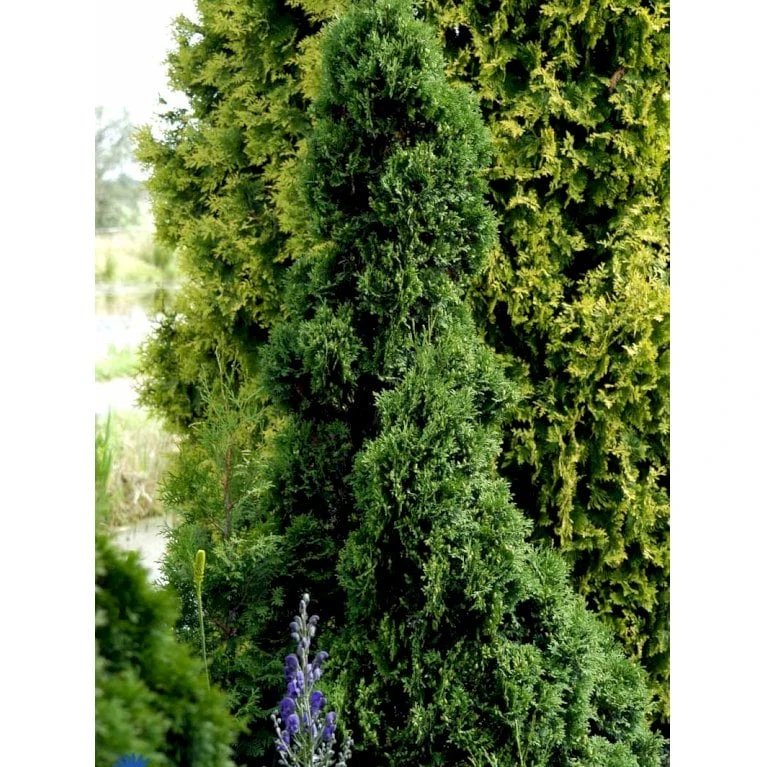 Hækthuja 'Holmstrup' Thuja Occidentalis 'Holmstrup' Med Klump,- 60-80 Cm. - Billede 8