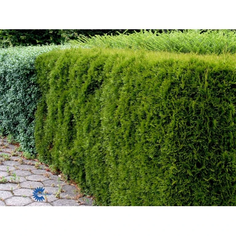 Hækthuja 'Smaragd' Thuja Occidentalis 'Smaragd' Med Klump, - 80-100 Cm - Billede 6