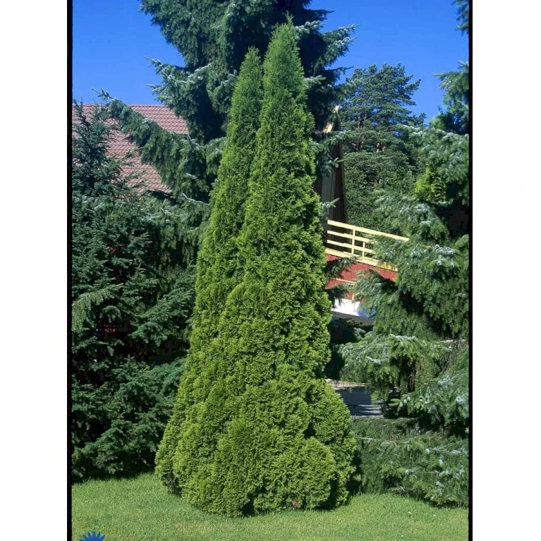 Hækthuja 'Smaragd' Thuja Occidentalis 'Smaragd' Med Klump, - 80-100 Cm - Billede 5